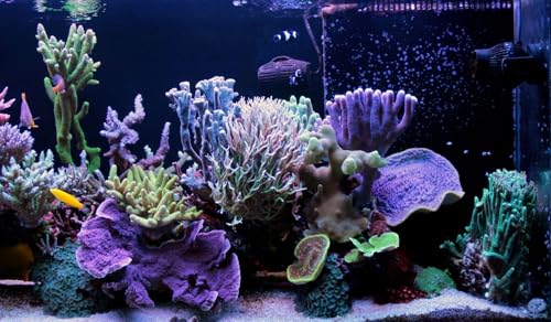 Golden Pearls 5-50 Microns for Tropical Fish Fry and Babies, Corals, Anemones, Reef Tanks…3.1oz Squeeze Bottle