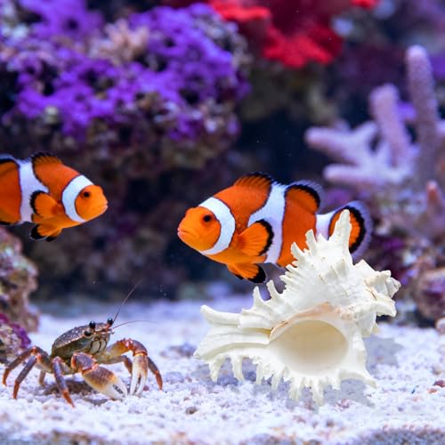Fish Decorations for Tank, 2 Pack Large Natural Conch Shell, Branched Murex, Large Seashells Aquarium Decor Ornaments, Home Decorations, DIY Crafts