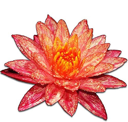 Live Aquatic Plant Nymphaea Wanwisa Red Hardy Water Lilies Tuber for Aquarium Freshwater Fish Pond