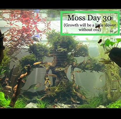 Christmas Moss Vesicularia Montagnei Live Freshwater Aquarium Plants Buy 2 Get 1
