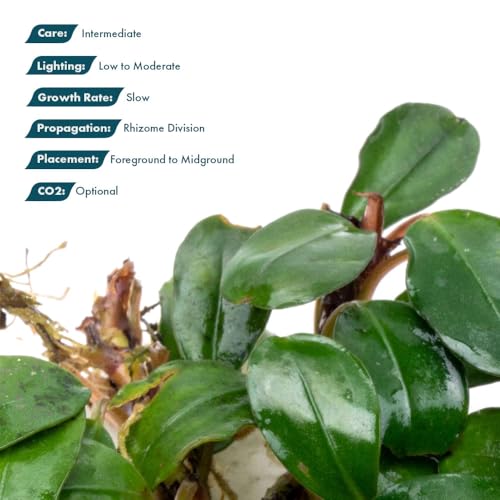 Bucephalandra Brownie Athena Live Aquarium Plant - Natural Freshwater Fish Tank Decorations, Aquatic Décor - Small Clump (3-5 Plants)