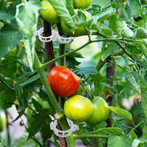400 Pcs Plant Support Clips, Snap-On Trellis Clips for Climbing Plants, Tomato & Grape Vine Support, 1" Inner Diameter Plastic Garden Clips to Grow Upright (White)