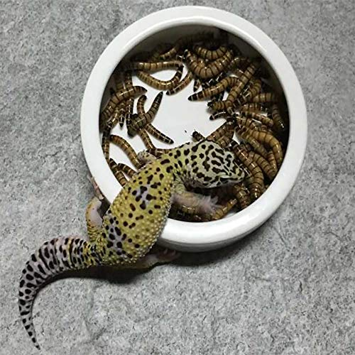 2 Pack Reptile Food Bowl, Mini Ceramic Water Feeder Bowl, Reptile Worm Feeding Dish for Lizard Turtle Bearded Dragon Anoles Crested Gecko Hermit Crab Leopard Gecko Chameleon Corn Snake - size: 1 Pc 2.7 '' x 0.8 ''