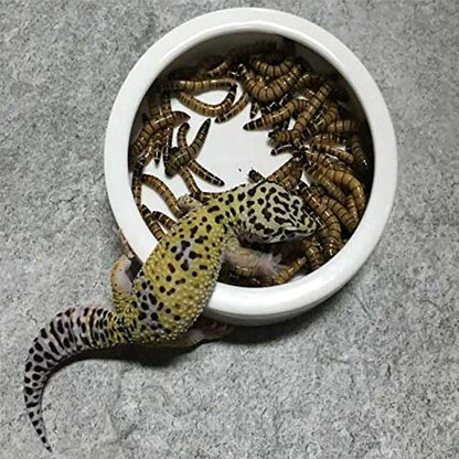 2 Pack Reptile Food Bowl, Mini Ceramic Water Feeder Bowl, Reptile Worm Feeding Dish for Lizard Turtle Bearded Dragon Anoles Crested Gecko Hermit Crab Leopard Gecko Chameleon Corn Snake - size: 1 Pc 2.7 '' x 0.8 ''