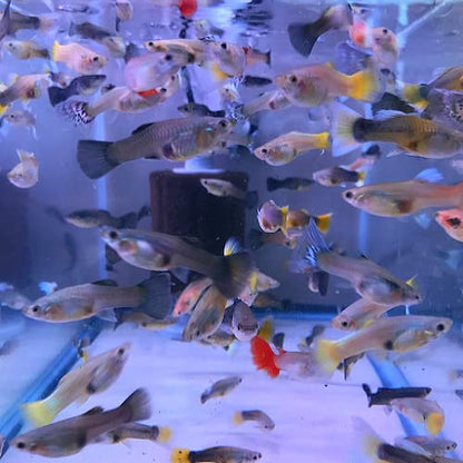 Neat&Tidy Assorted Guppy Females (Pack of 8 Fish) - Aquarium Exotic Freshwater Live Fish