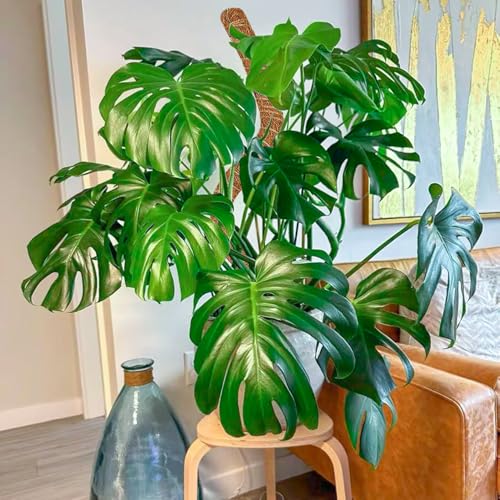2 Pack 28 Inch Moss Pole Monstera Plant Support, Coir Moss Poles for Climbing Indoor Plants, Bendable Plant Stake Trellis for Potted Plant, Pothos, Philodendron - size: 2 Pack ( 28-Inch)