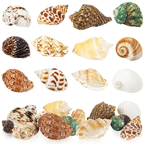 Hermit Crab Shell - Openning Size 0.6"-2" Medium to Large Growth Turbo Seashells Natural Sea Shells for Hermit Crab Supplies, Aquarium Décor, Nautical Decoration (12 Pcs)