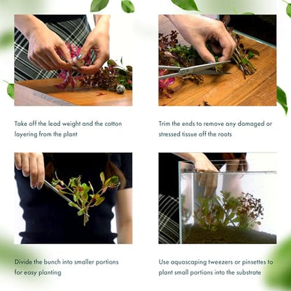 Live Plant - Hygrophila 'Araguaia' (Hygrophila lancea) - Moderate Care, High Light, Reddish-Brown Accent, Freshwater Aquatic Plant for Aquascaping - Lead Bunch