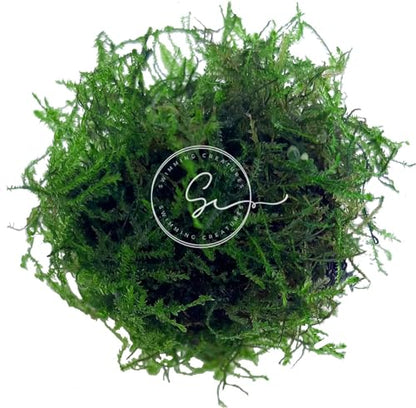 Swimming Creatures™ Premium Neocaridina Shrimp – A Perfect Combo to Brighten Your Aquarium! (10 Premium Mix + Java Moss (1sq inch Portion))