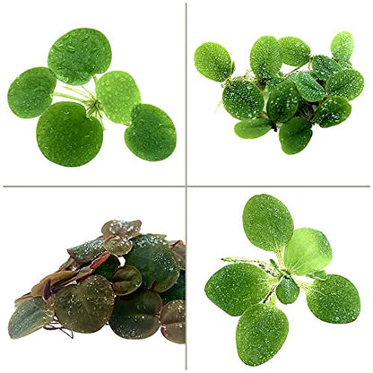 Floating Plant Combo Pack! (Amazon Frogbit, Red Root Floater, Dwarf Water Lettuce, Water Spangles) (Plants Only) - size: Plants without Invisible Feeding Ring