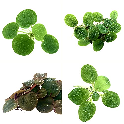 Floating Plant Combo Pack! (Amazon Frogbit, Red Root Floater, Dwarf Water Lettuce, Water Spangles) (Plants Only) - size: Plants without Invisible Feeding Ring