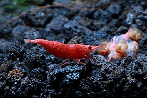Live Freshwater Aquarium Shrimp - Neocaridina (Painted Fire Red, 10 Pack) - color: Painted Fire Red