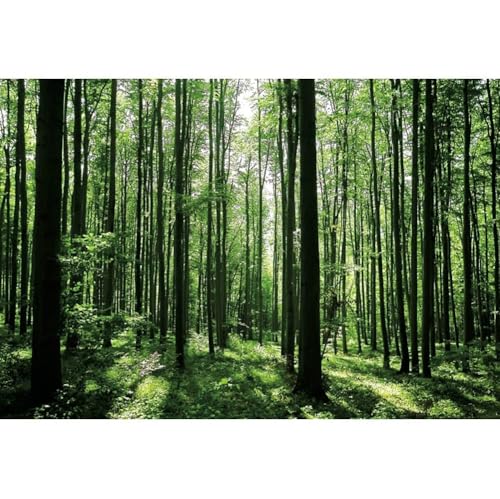 Jungle Forest Photography Backdrop 10x7ft Green Rainforest Sunlight Grassland Wonderland Nature Landscape Background for Spring Adventure Camping Hiking Theme Party Decoration Banner Photoshoot Prop - size: 10x7ft