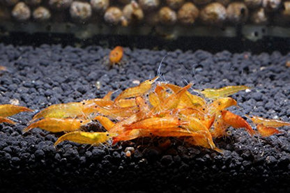 Live Freshwater Aquarium Shrimp - Neocaridina (Orange Sunkist, 10 Pack) - color: Orange Sunkist