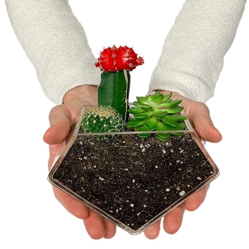 Transparent Acrylic Diamond Shape Suction Cup Window Planter, Ideal for Succulents, Cactus, Boxes or Indoor Herbs Pots, Home Decor Plant Holder or Kitchen