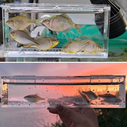 Fish Viewing Box Container with Lid and Scale,Acrylic Fishing Photo Tank Portable Fishing Mini Aquarium, Fish Breeder Hatching Boxes Clear Micro Landscape Fish Tank Isolation Breeder Box (L) - color: L
