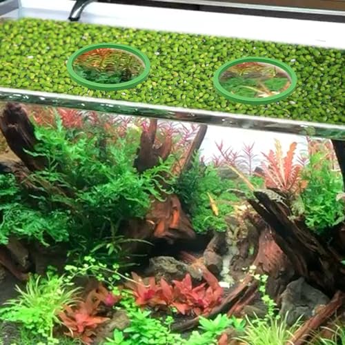 10Pcs Aquarium Floating Plant Rings and Fish Feeding Rings,Aquarium Floating Plant Corral,Floating Plant Rings Keep Your Plants in Place,Can Be Used to Framed and Frameless Aquariums (Green)