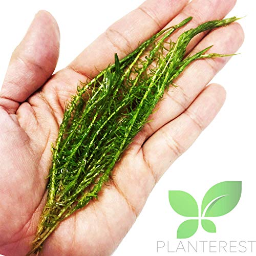 – Mayaca Fluviatilis Bundle Stems Live Aquarium Plant Decorations BUY2GET1FREE