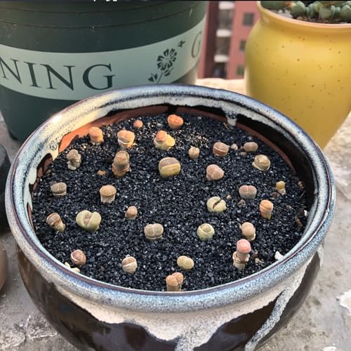 5 lbs Black AquariumSilica Sand. Decorative Aquarium Gravel Substrate for Fish Tank, Plants Potted, Fire Pits, Candle, Vase Filler and Crafts