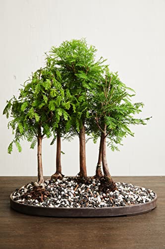 Pumice for Bonsai, Succulent, Cactus, Alocasia, Monstera, and Tropical Aroids | 20 Quarts Bag | 1/4” Particle Size | The Bonsai Supply - size: Pumice 20 Quarts