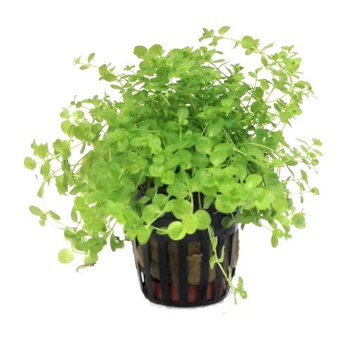 Foreground Potted Live Aquarium Plants | Freshwater Aquatic Plants for Aquariums (Potted Monte Carlo) - color: Potted Monte Carlo