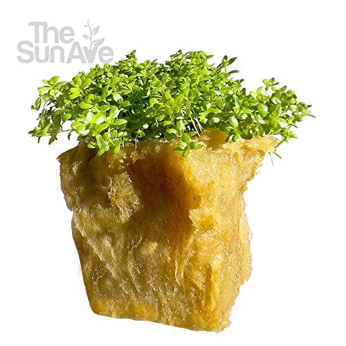 Dwarf Baby Tears Hemianthus Callitrichoides HC Live Aquarium Plants Freshwater Fish Tank