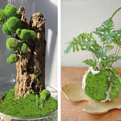 2 Pcs Preserved Sheet Moss for Potted Plants 2 sq.ft. Dried Natural Preserved Mat Green Moss Sheets for Planters Crafts Woodland Decor Garden Party Wall Art DIY Project Light Green