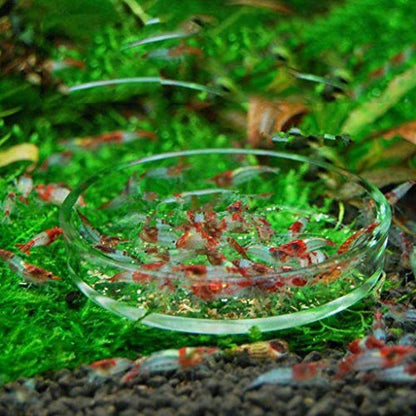 Feeding Bowl Aquarium Shrimp Feeding Dish High Glass Bottom Feeder Food Bowl 3.9 3.5 3.2 2.6 2.4 Inches Round Tray
