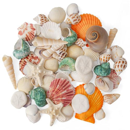 12 Kinds 50 PCS Natural Mixed Seashells Various Sizes, Sea Shells for Crafts, DIY Vase Fillers, Home Decor & Wedding Decorations, Birthday Gift, Beach Theme Party Supplies