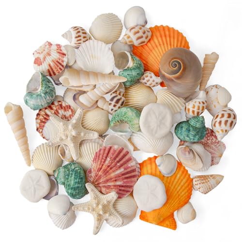 12 Kinds 50 PCS Natural Mixed Seashells Various Sizes, Sea Shells for Crafts, DIY Vase Fillers, Home Decor & Wedding Decorations, Birthday Gift, Beach Theme Party Supplies