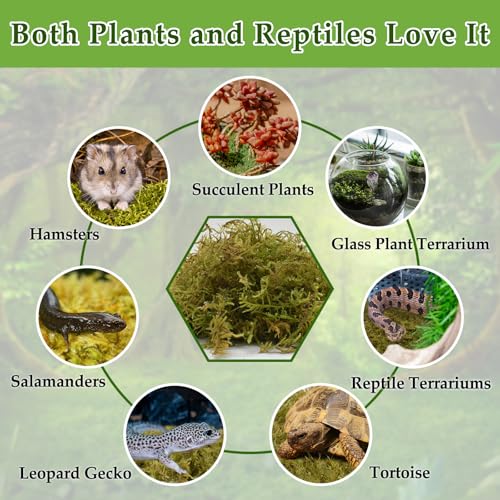 9OZ Natural Sphagnum Moss for Reptiles- 14QT Green Moss for Terrarium Plants Long Fiber Reptile Moss for Leopard Gecko Snake Hamsters Tortoises Frogs Lizards Salamanders