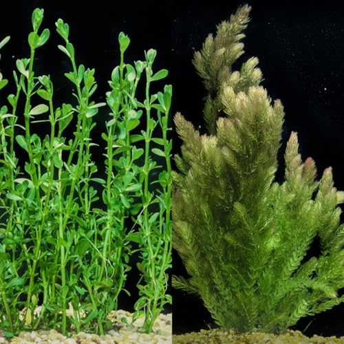 Bacopa Monnieri and Hornwort Aquarium Plant Bundle- Live Freshwater Plant for Aquascaping, Low Maintenance, Easy Beginner-Friendly Decor for Fish Tank Decoration