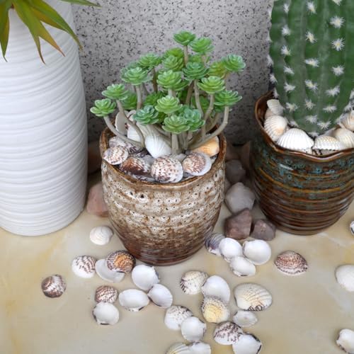 Small Seashells for Crafts, Natural Scallop Shells, Eagle Wing, DIY Assortment, Ocean-Themed Decorations, Fish Tank Plant Gravel, Vase Filler, Wedding and Party Decorations, 220pcs