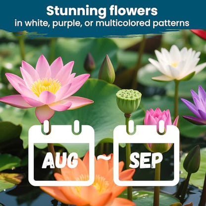 Lotus Seeds for Planting in Water – 30 PCS Mixed Bowl Lotus Seeds, Water Lily & Water Plants for Ponds, Live Pond Plants for Outdoor Ponds, Floating Pond Plants – Indoor Bonsai, Garden, Koi Pond - size: 30pcs Bowl Lotus Seeds for Panting
