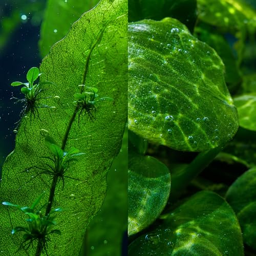 Live Aquarium Plants Bundle 6 Pack Beginner Freshwater Plants Low Light No CO2 - Low | Medium | High Light