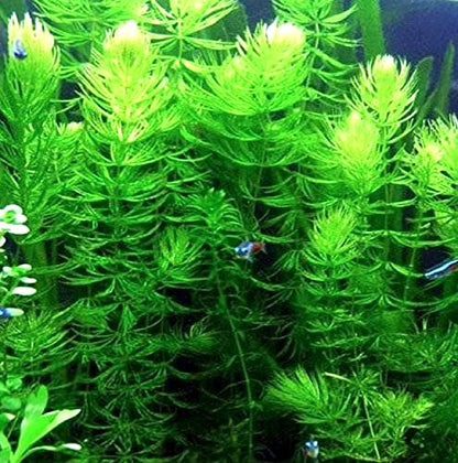 3 Different Beginner/Super Easy Live Aquarium Plants - Bacopa + Hornwort + Java Fern BUY2GET1FREE!
