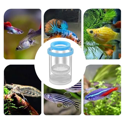 Fish Breeder Box - Clear Acrylic, Strong Suction Cups, V-Grate, Safe Fry Hatching Tank Guppy, Protects Fish, Betta Shrimp Isolation Space, Aquatic Separator Nursery | for Aquarium - color: Blue