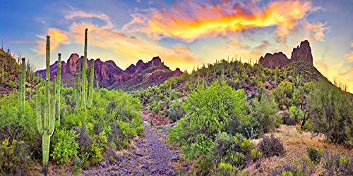 YongFoto Polyester Desert View Cactus Photo Backdrop Green Bush Rocky Purple Rock Wild West Natural Landscape Photography Background 48x18 inches Reptile Habitat Tank Background Poster Decor - color: Green-1, size: 48x18 IN