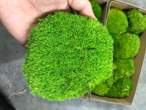 Preserved Pole Moss Pillow Bun Cushion Natural Green Decorative Real Natural Green DIY Kit Terrariums Gardenning Art Wall Decor Florist Decor Easter Table Wedding(1.5 sq.ft, Green-B) - color: Green-b, size: 1.5 sq.ft.