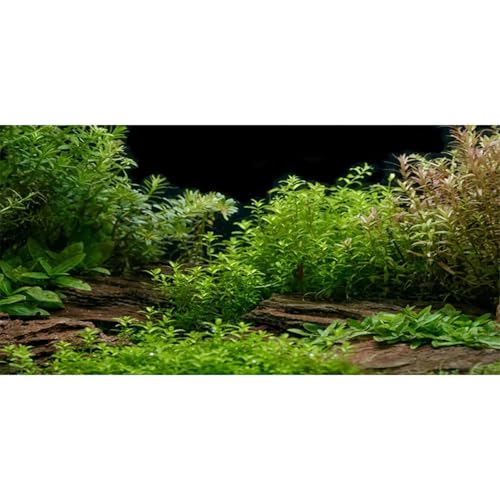 AWERT Aquarium Background River Bed & Lake Aquatic Plant Fish Tank Background Vinyl 36x18 inches - size: 36x18in/90x45cm