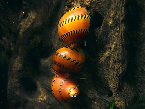 Aquatic Arts 3 Live Tiger Nerite Snails | Aquarium Background Accessories | Safe in Freshwater Tetra/Guppy/Betta Fish Tank