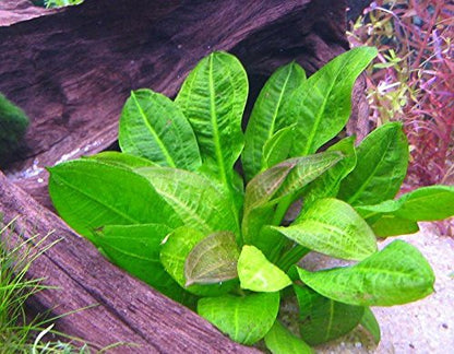 Echinodorus Parviflorus Rosette Amazon Sword Live Aquarium Plant Rooted Bundle for Freshwater Aquatic Tank Decorations by Mainam