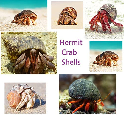 Lucky Baby 15+pcs Hermit Crab Shells Small to Medium Sea Conch Size 1/4-1 1/2 Inches Natural Growth Turbo Seashells Conch for Small Hermit Crab Turbo Shells