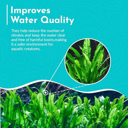 Java Fern Microsorum - Live Aquarium Plant - Freshwater - Low Light