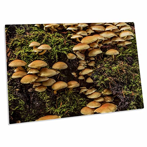 3dRose Group of Mushrooms and Moss, Smith Rock State Park,... - Desk Pad Place Mats (dpd-259845-1)