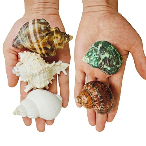 5PCS Large Hermit Crab Shells | Natural Sea Conch Shells Size 2.8" - 4", Opening Size 1.2" - 2.3" | Turbo Seashells for Hermit Crab Supplies and Fish Tank Decoration and live hermit crab accessories