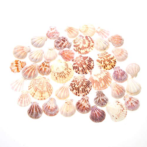 PowerTRC Mixed Beach Sea Shells for Ocean Theme Parties and Weddings Decoration | Vase, Fountain & Fish Tank Filler Various Sizes 1”-2.5” | Approx.100 Sea Shells - size: #1 100 Sea Shells