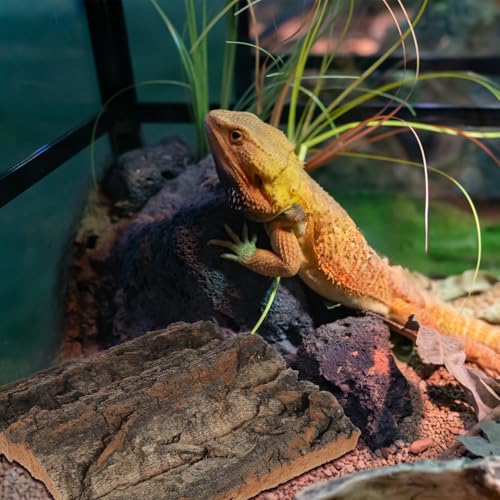 Toddmomy Reptile Cork Bark Background 8 Pieces 5.90X5.90X1.57 Inch Natural Terrarium Decor for Gecko Lizard Frog Climbing Habitat Aquarium
