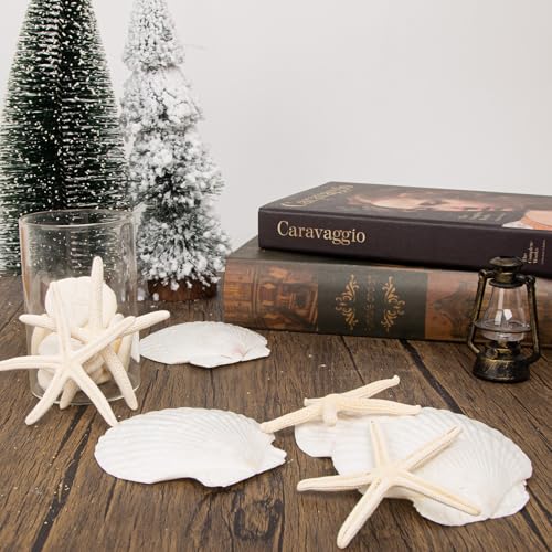JQAQJU 20PCS Sea Shells for Crafting 3-4", Mini Sand Dollars Starfish Decor for Crafts, Scallop Shells for Cooking, Seashells for Crafts DIY Beach Theme Party Candle Decor Wedding Fish Tank