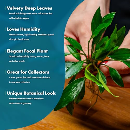Live Plants – Sekadau South Homalomena (Homalomena sp.) – Low to Medium Light, Deep Green Accent Semi-Aquatic Plant, Midground Aquarium Placement, Rhizome Growth - Pot, 3 Pack